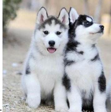 二哈吃瓜小说免费阅读,笑翻校园的甜蜜日常